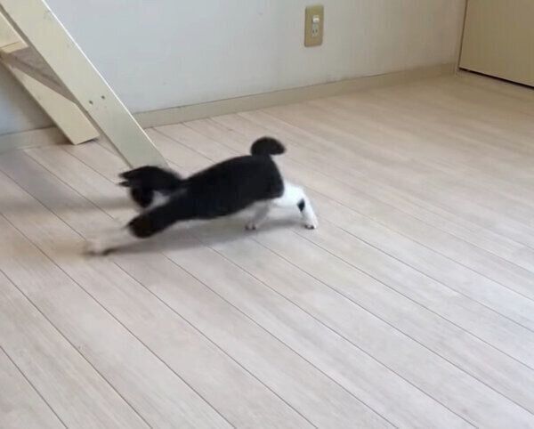 煮干しで遊ぶむーくん