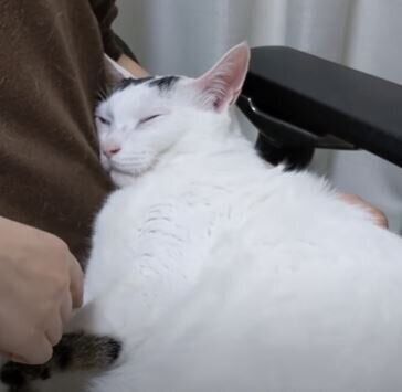 ねこ　チロさん