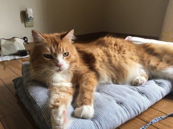 14才になっても甘えん坊な猫ちゃん
