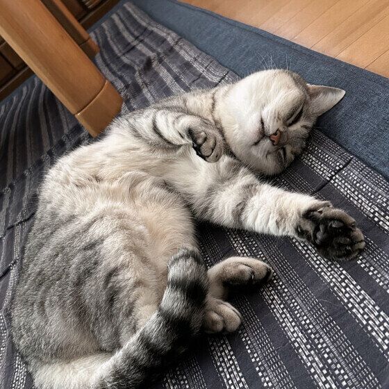 気持ちよさそうに眠るMIX猫