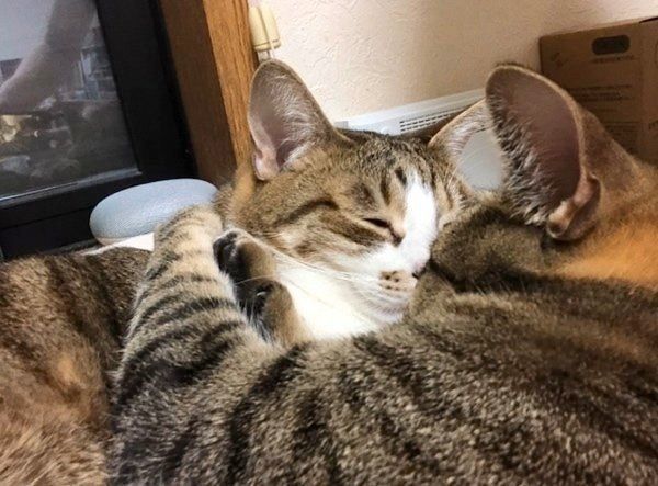 寄り添うミントちゃんとライムちゃん