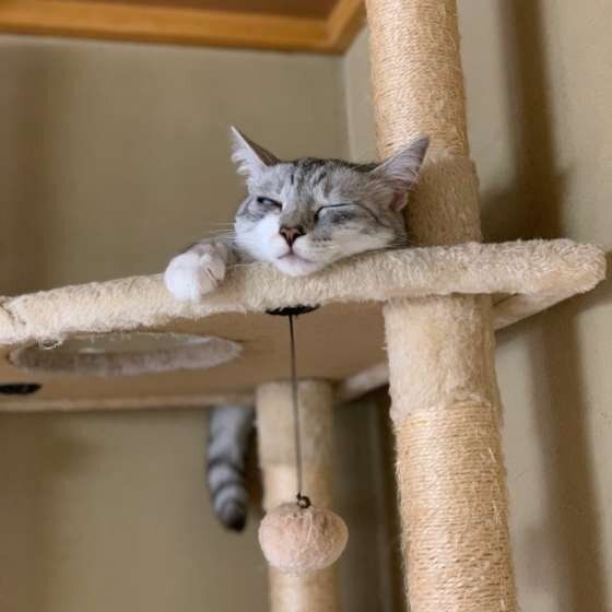 キャットタワーでくつろぐ猫