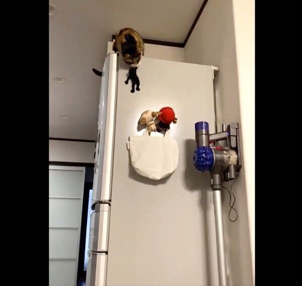 「ショッカー」を捕獲するひじきちゃん