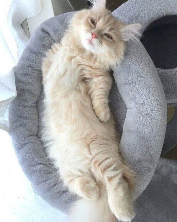 ヘソ天するモニくん