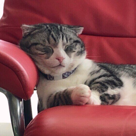 マンチカン　めう