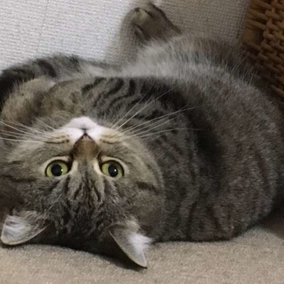 エキゾチックショートヘア　ドラミ