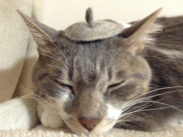 キジトラのコタローくん