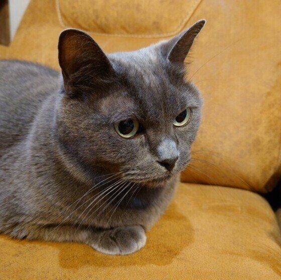 真剣な眼差しをみせる星羅（はちこ）ちゃん