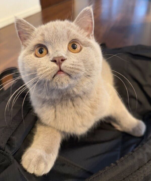 カメラ目線のもめんくん