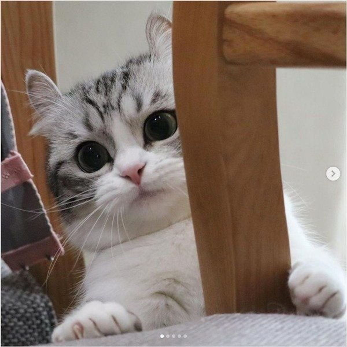 マンチ立ち の名手を発見 その記録時間がすごすぎた ねこのきもちweb Magazine マンチ立ち の名手を発見 その記録時間がすごすぎた ねこのきもちweb Magazine