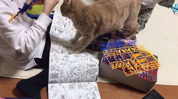 かまってほしい猫