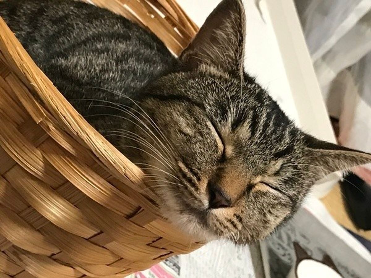 暑いと猫はストレスを感じる 猫がストレスだと思うのはこんなとき ねこのきもちweb Magazine 暑いと猫はストレスを感じる 猫がストレスだと思うのはこんなとき ねこのきもちweb Magazine