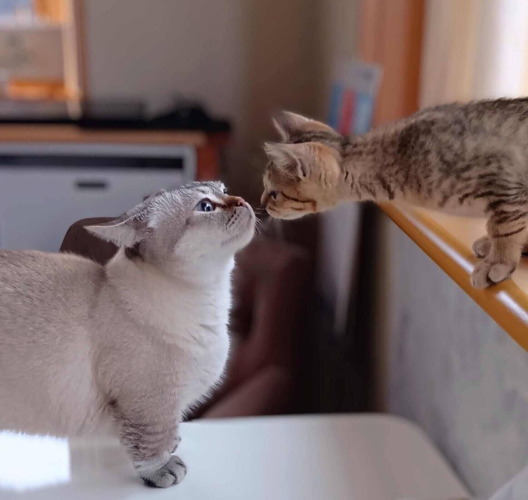 （写真左から）先住猫・まるくん、ぴっぴくん。