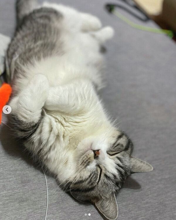 幸せそうに眠るふにちゃん