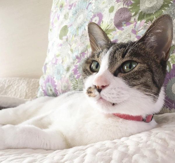 猫のうさこちゃん