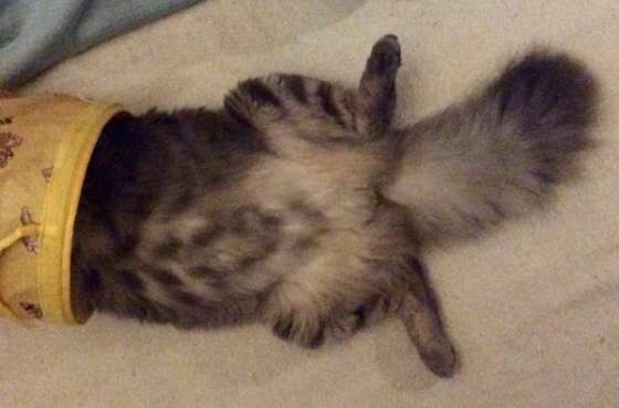 ノルウェージャンフォレストキャットの葵ちゃん