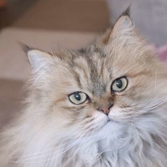 見つめるペルシャ