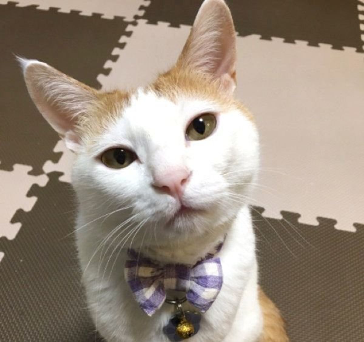 わんわんのぬいぐるみ を抱きしめて眠る猫 大切にする理由にほっこり ねこのきもちweb Magazine わんわんのぬいぐるみ を抱きしめて眠る猫 大切にする理由にほっこり ねこのきもちweb Magazine