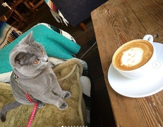 猫ラテアートを見つめるグレーの毛色の猫