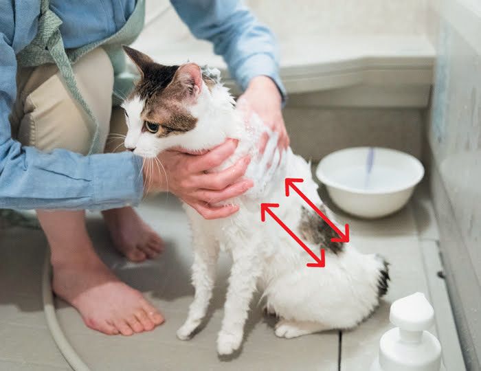 手にシャンプー剤をとり、背中から付けて洗います