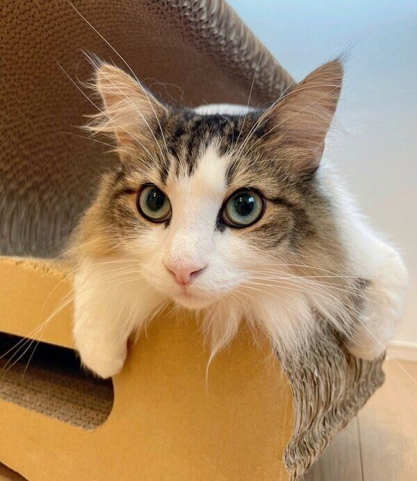 見つめるシィクくん