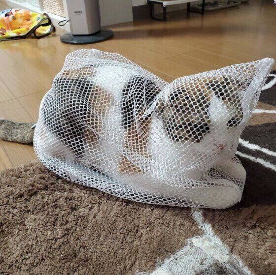 Mix（ミケ）のもなかちゃん♪