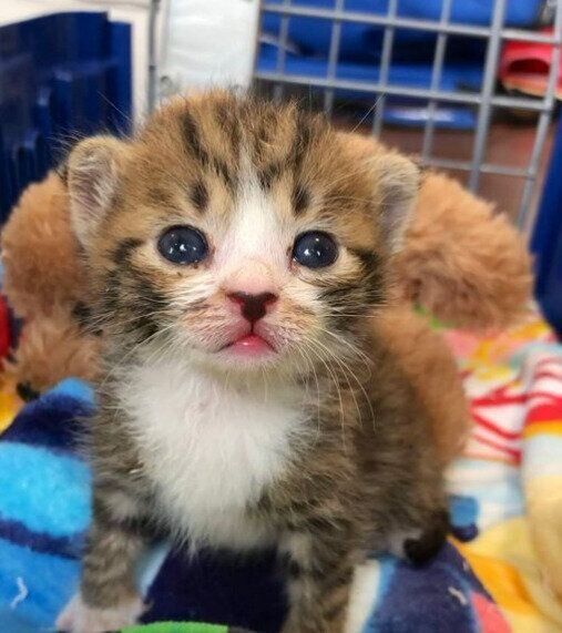 生後約2週間の猫