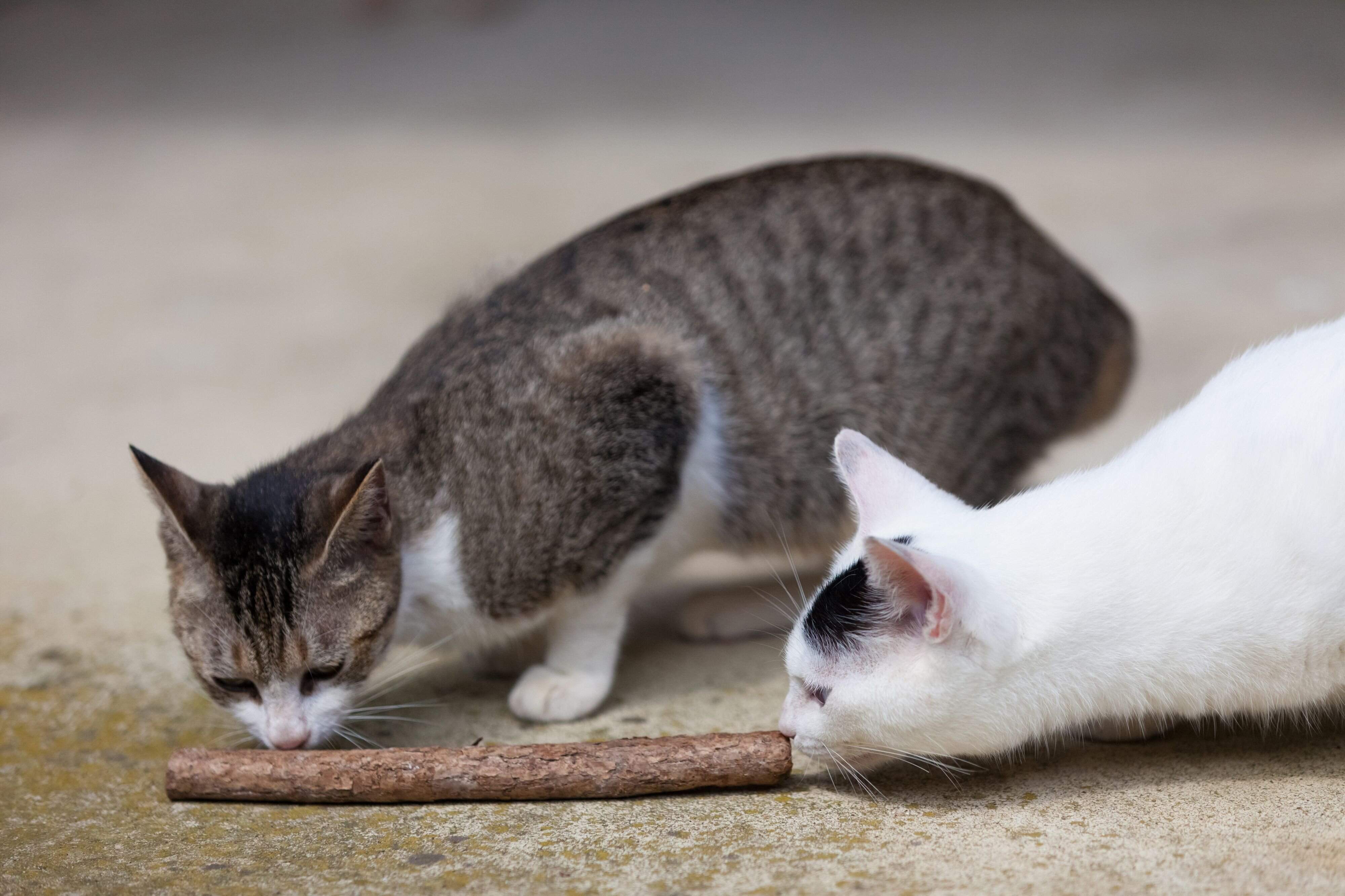 画像／iStock、Getty Images Plus