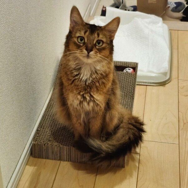 おやつを求めて飼い主さんを見つめるウェルちゃん