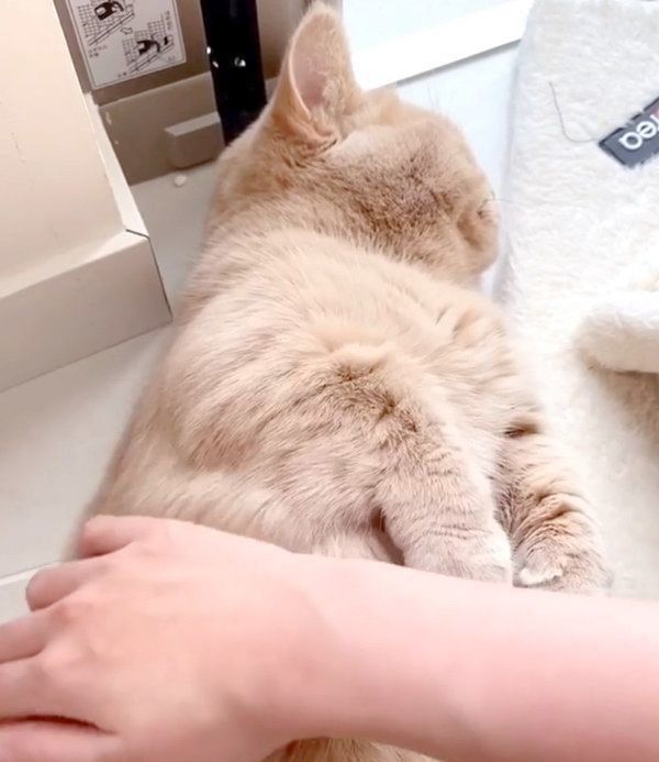 飼い主さんに撫でてもらうここちゃん