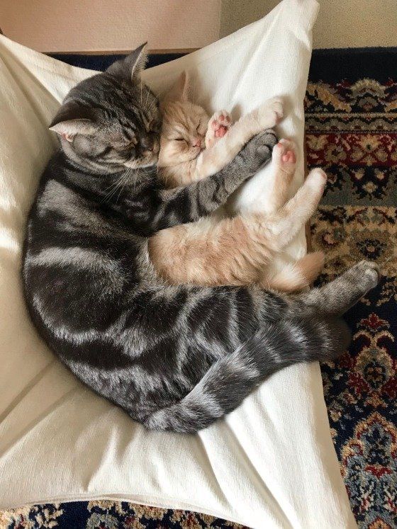 寄り添うアメリカンショートヘア