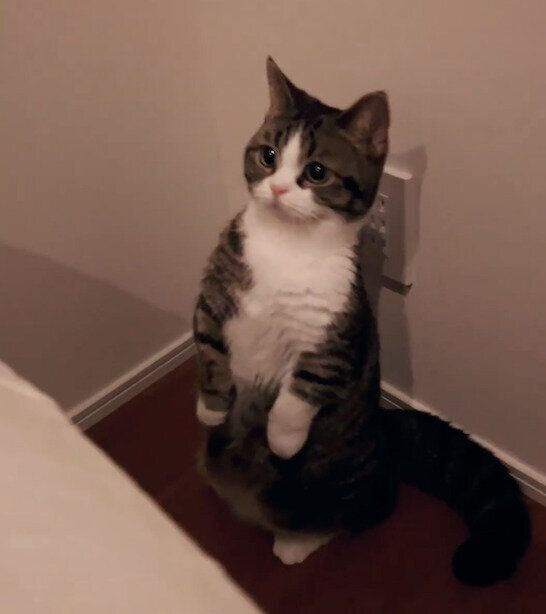 2本足で立つうずらちゃん