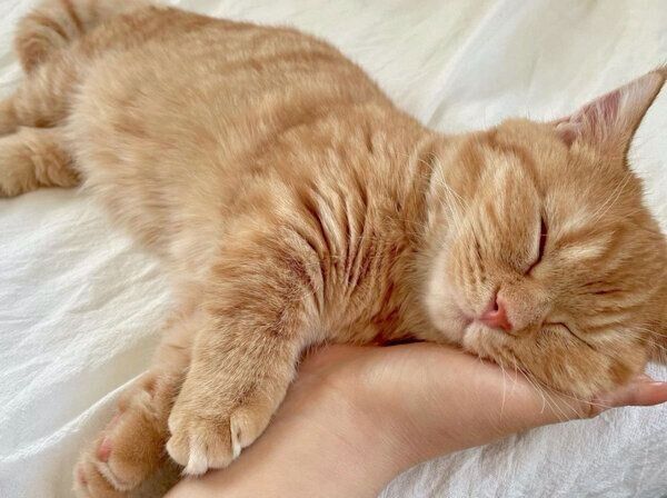 気持ちよさそうに眠るうにくん