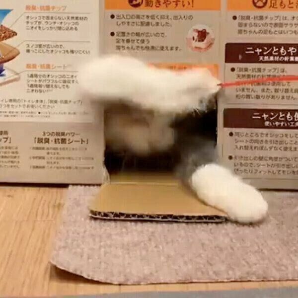 段ボールで遊ぶどらみちゃん