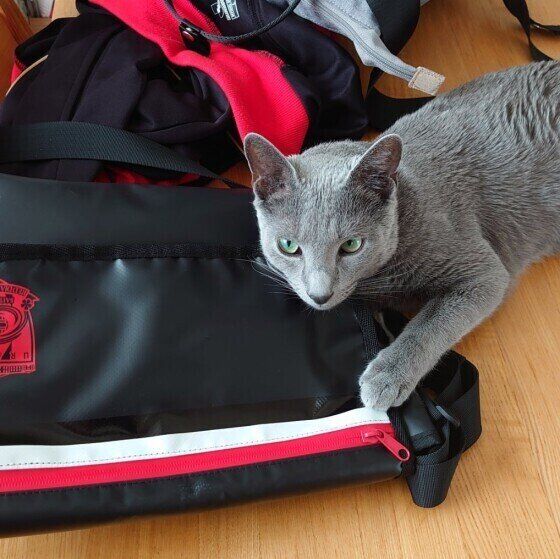 バッグの上に乗るロシアンブルー