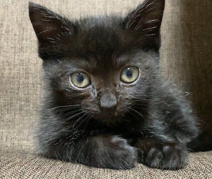 お迎えしてから1カ月ほど経ったころのジジちゃん