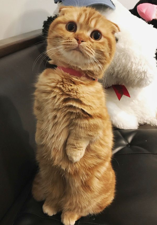 女の子と背くらべする猫