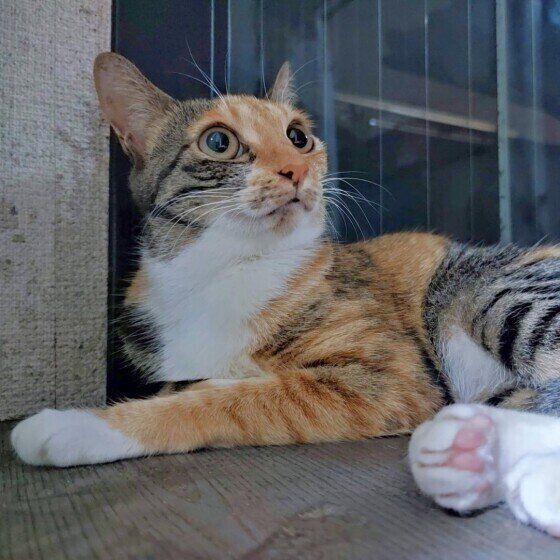 MIXミケの鈴ちゃん