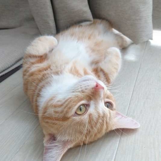 マンチカンのたびくん