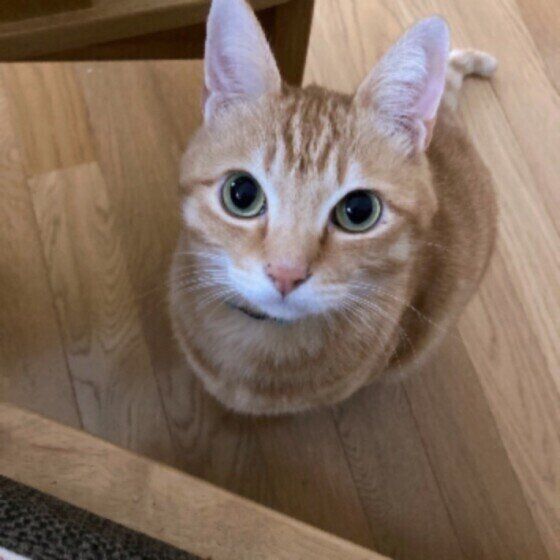 茶トラ猫のバロンちゃん