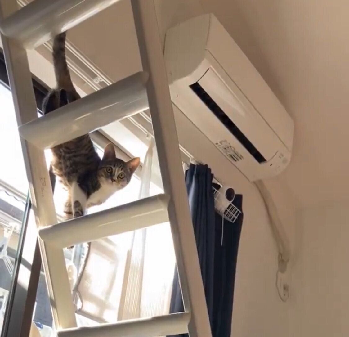 ロフトから登場したきびちゃん