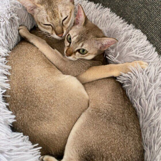 シンガプーラのトラちゃんとウニちゃん