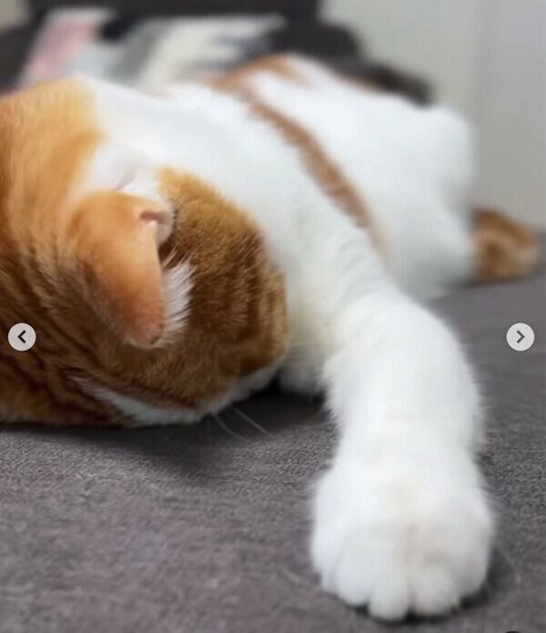 「ごめん寝」をするはなちゃん