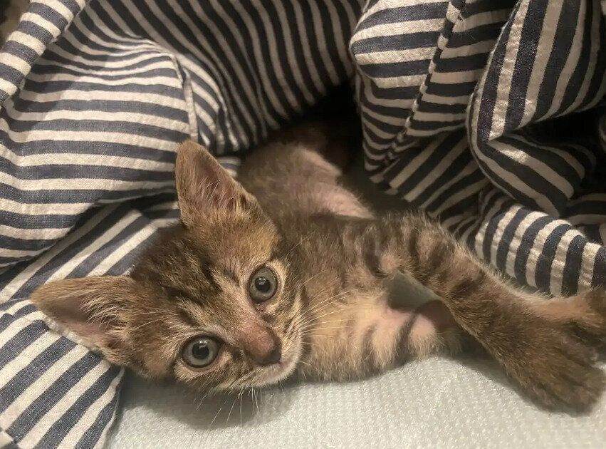 飼い主を見つめる生後4～5週間の猫