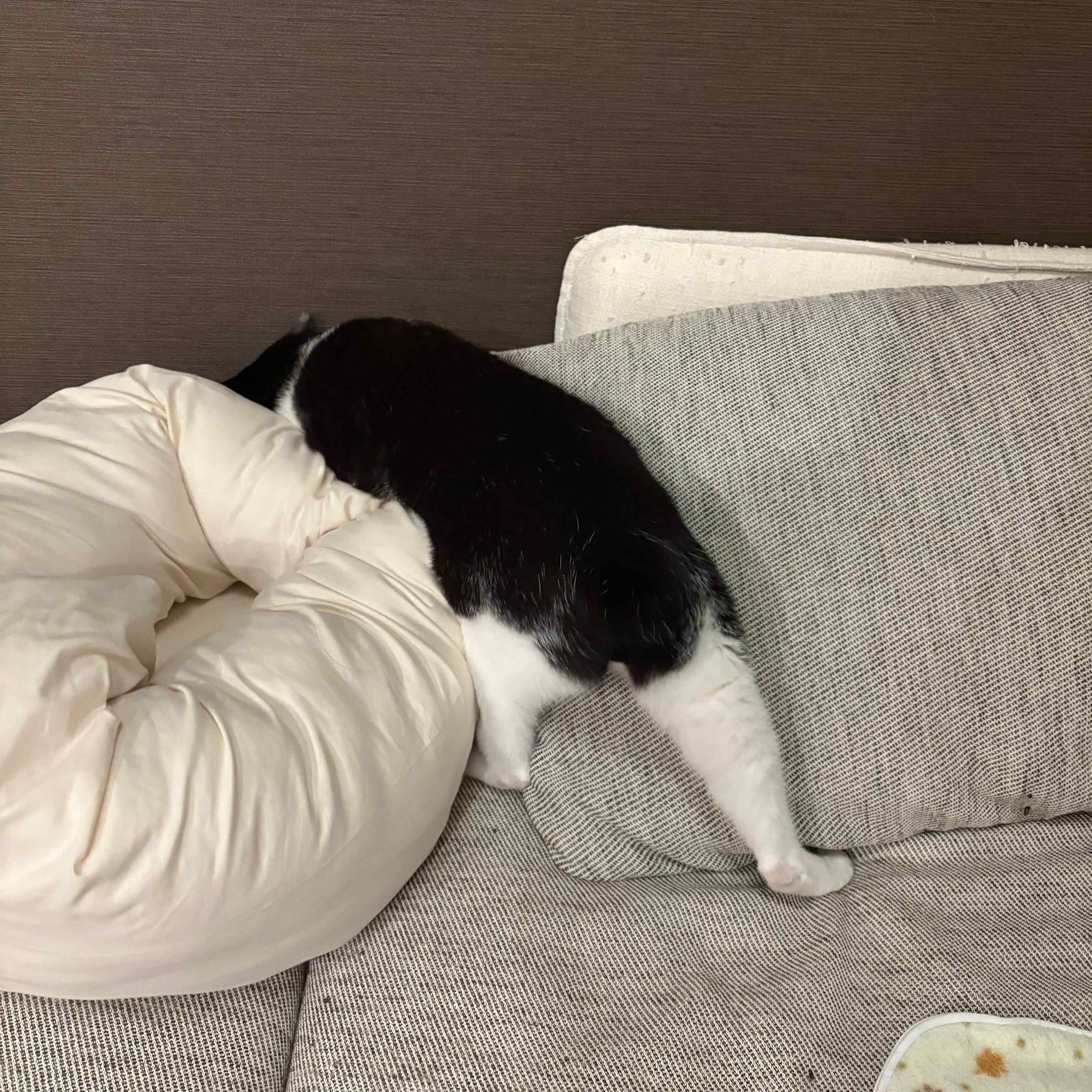 まだまだ、ボールを捜し続ける琥珀くん