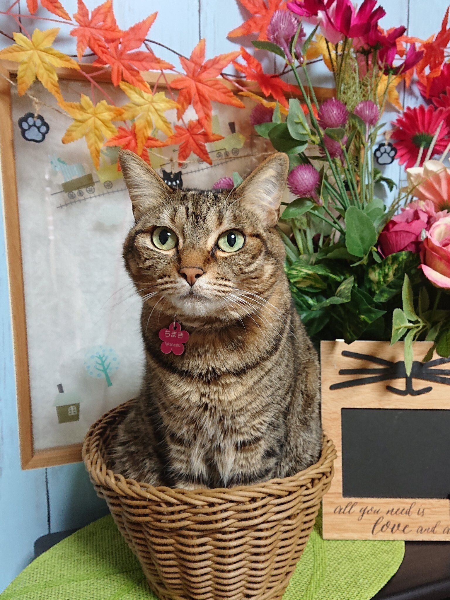 キジトラ猫のちまきちゃん