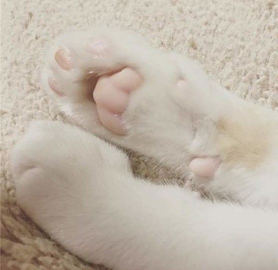 さくらちゃんの肉球