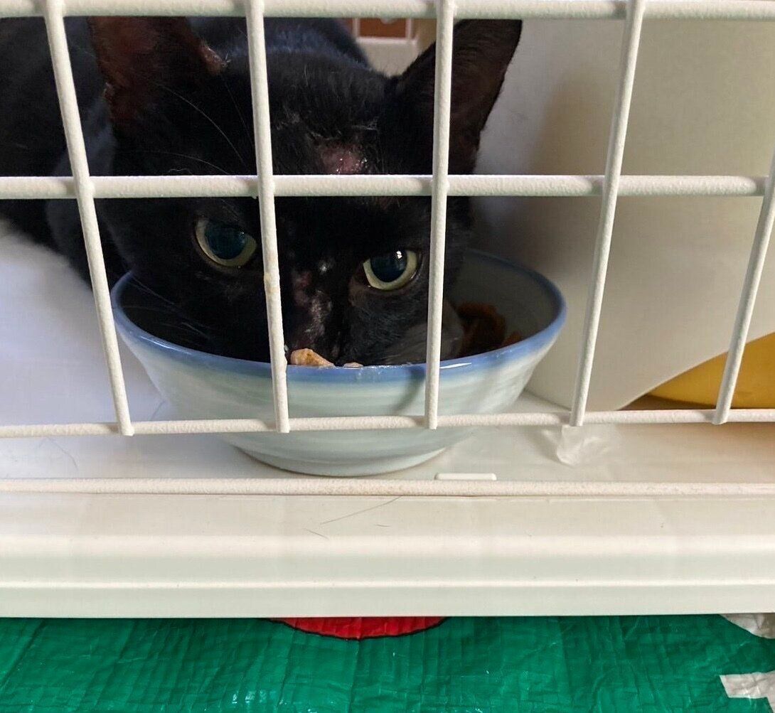 ゴハンを食べるムーンくん。