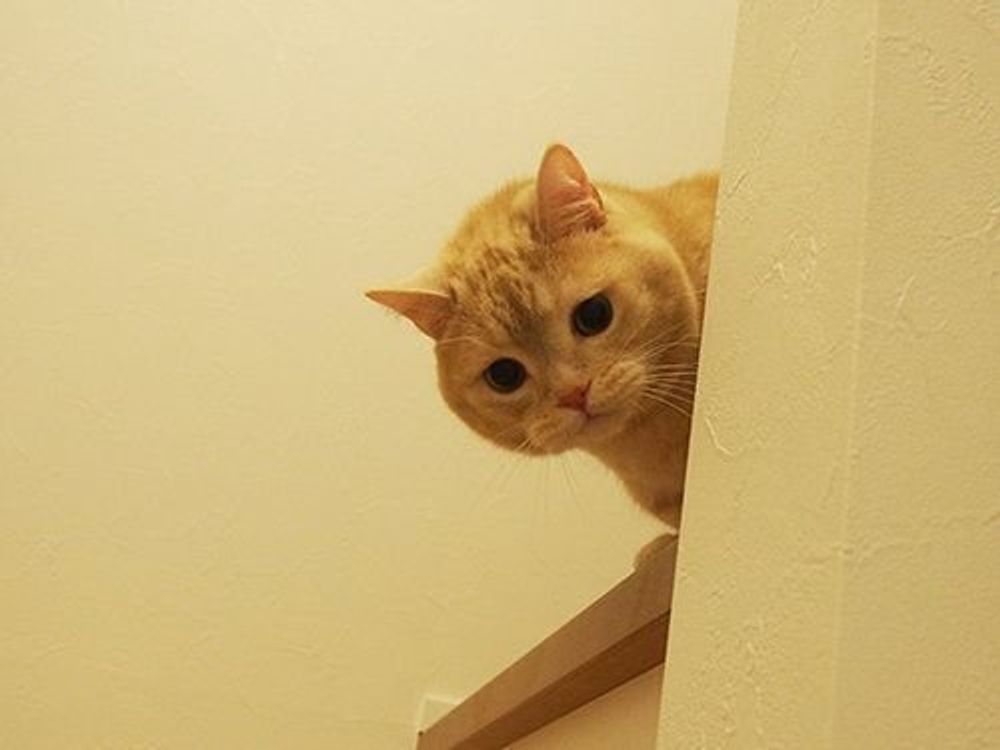 膨らむと可愛いぷっくぷくの W ウィスカーパッド マンチカンのぷーちゃん Vol ねこのきもちweb Magazine 膨らむと可愛いぷっくぷくの W ウィスカーパッド マンチカンのぷーちゃん Vol ねこのきもちweb Magazine