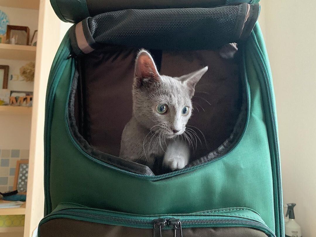 21年最新 猫用のリュック型キャリーケース 獣医師に聞いた選び方 使い方のコツ ねこのきもちweb Magazine